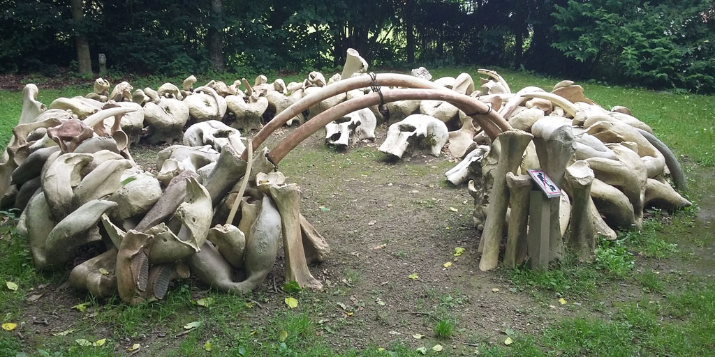 © C. Daloze<br />
Reproduction d'une habitation en ossements de mammouths, telle que découverte en Ukraine. Ce type d'habitat date de 16.000 ans environ.