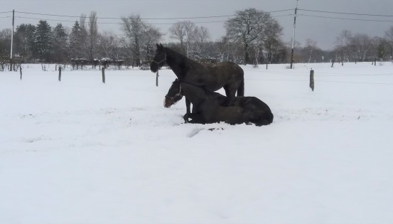 Deux chevaux dans la neige